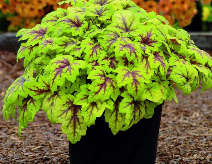 Heucherella "Ampel"