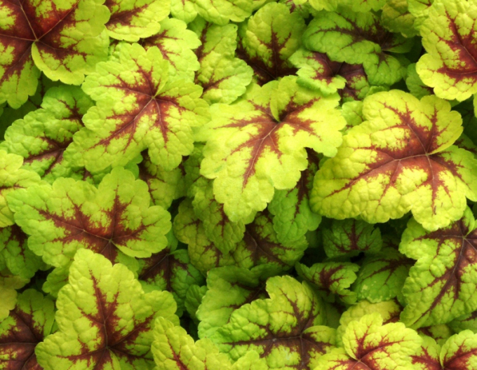 Heucherella "Ampel"