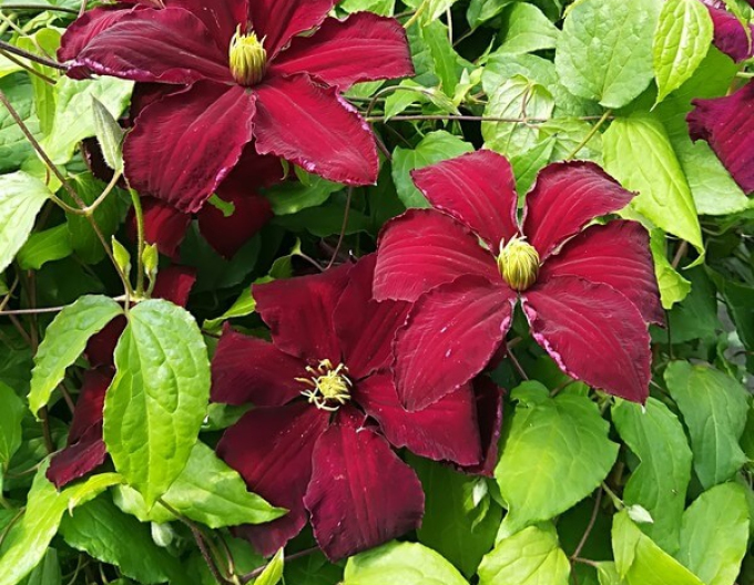 Clematis Niobe