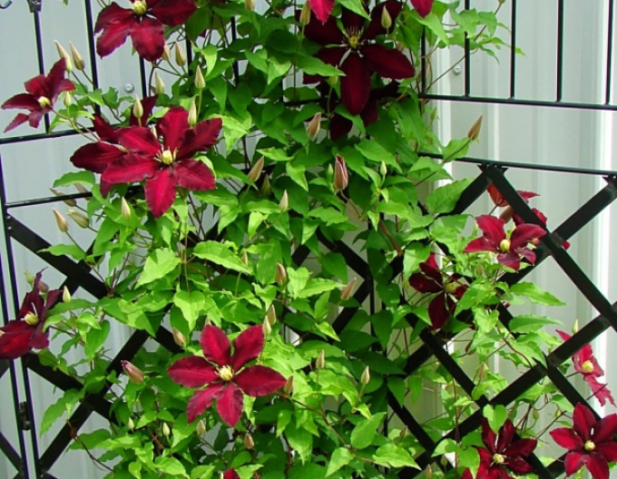 Clematis Niobe