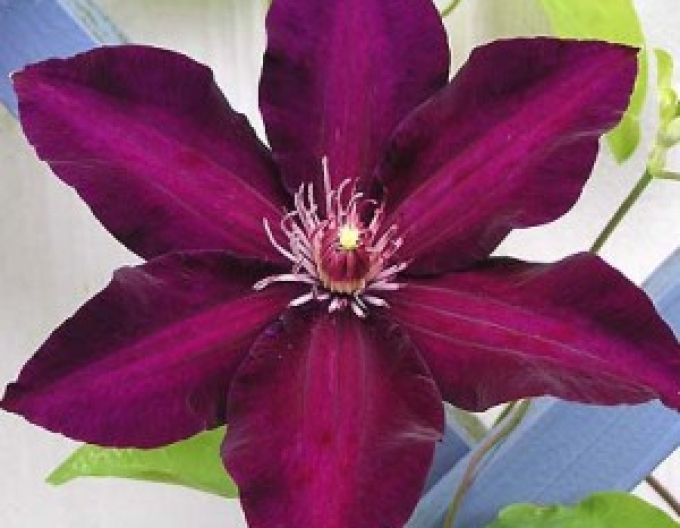 Clematis Stasik