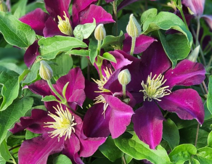Clematis Warschau Nike