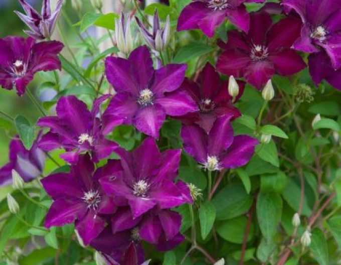 Clematis Warschau Nike
