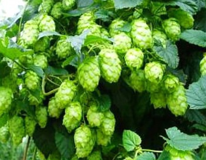 Hopfen "Žatecký poloraný červeňák