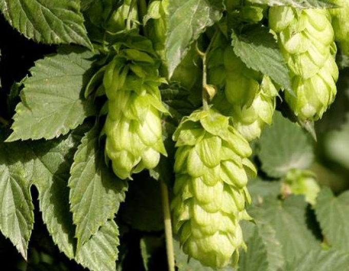 Hopfen "Žatecký poloraný červeňák