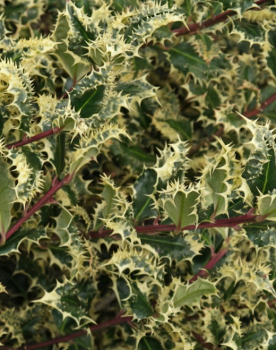 Stechpalme Ferox Argentea