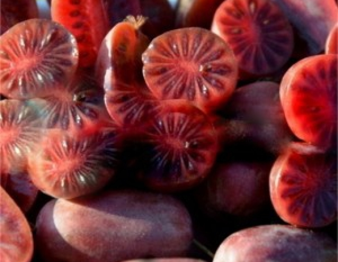 Mini-Kiwi Purple Orchard