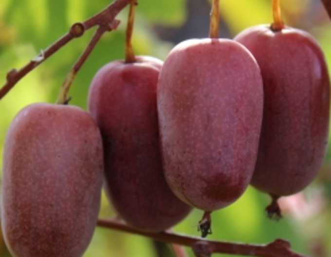 Mini-Kiwi Purple Orchard