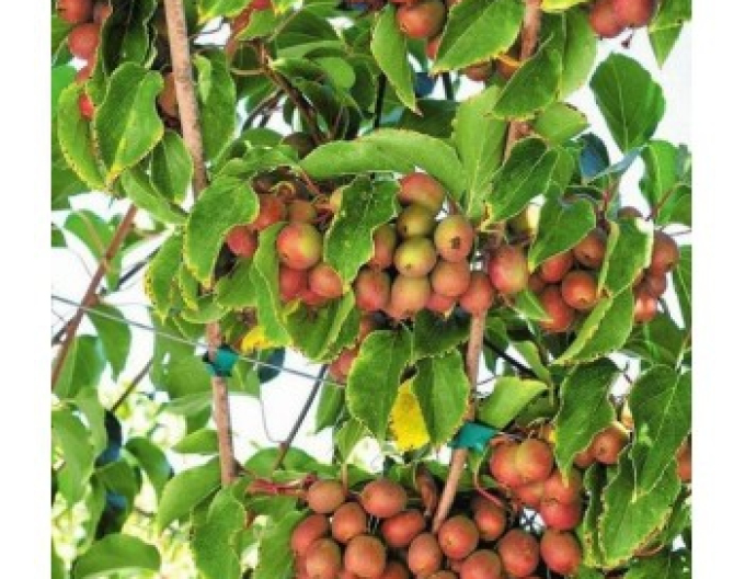 Mini-Kiwi Purple Orchard