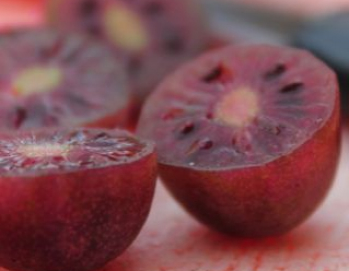 Mini-Kiwi Purple Orchard