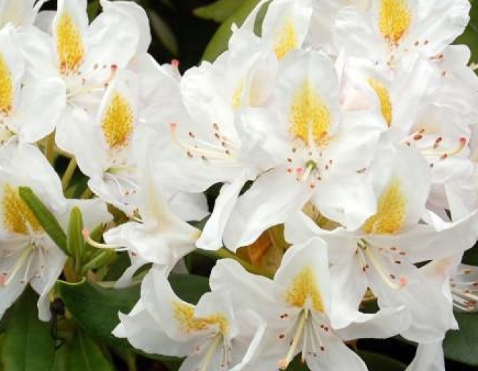 Rhododendron Madame Masson