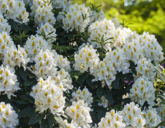 Rhododendron Madame Masson