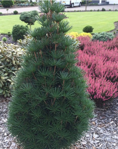 Japanische Schirmtanne 100/125cm