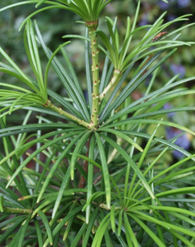 Japanische Schirmtanne 100/125cm