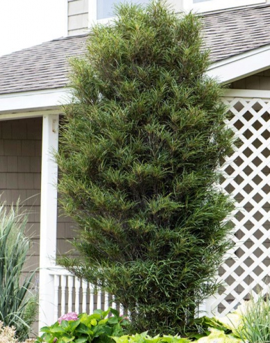 Faulbaum Fine Line