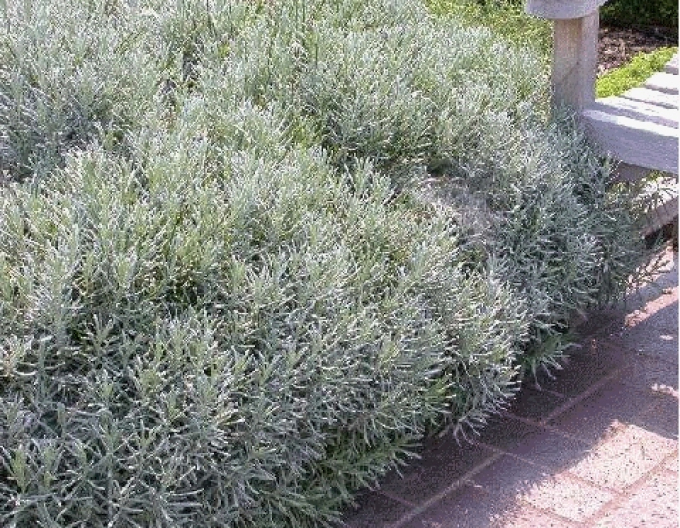 Lavendel "Grosso" 1L