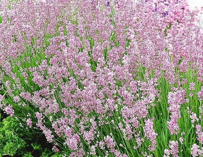 Lavendel "Ellagance Pink"