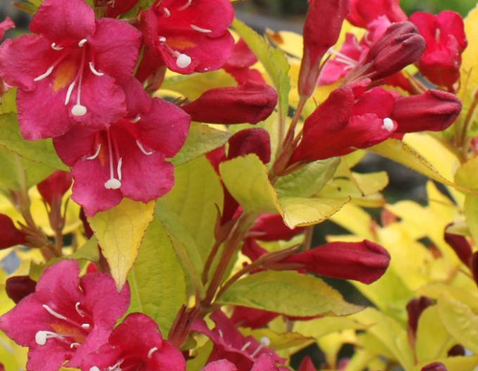 Oympiaceae Olympiade