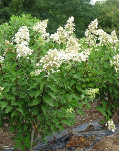 Rispenhortensie Unique