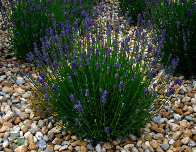 Lavendel "Aromatico Blau Kompakt"