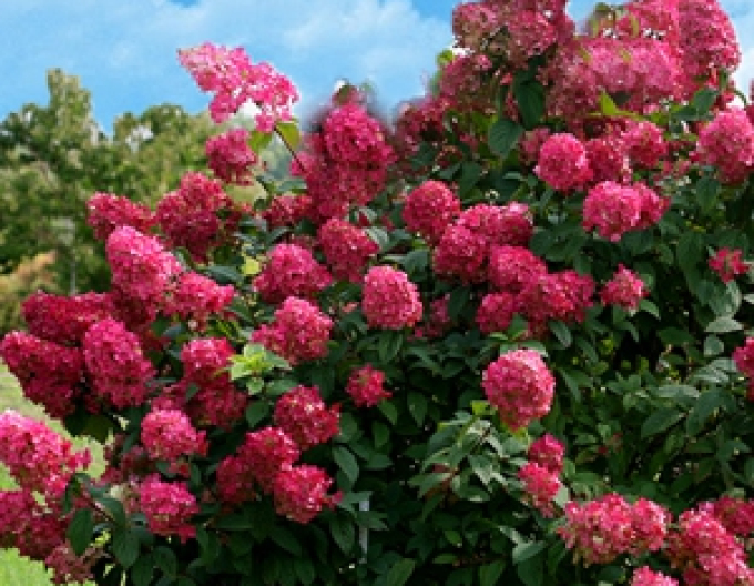 Hortensie Lila