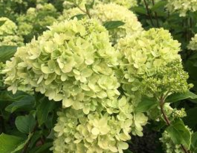 Hortensie Limette