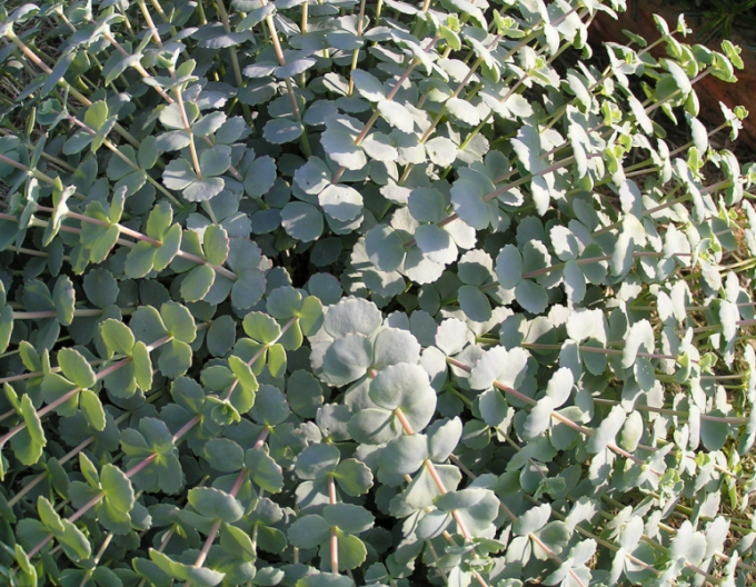 Fetthenne "Sieboldii" 1L