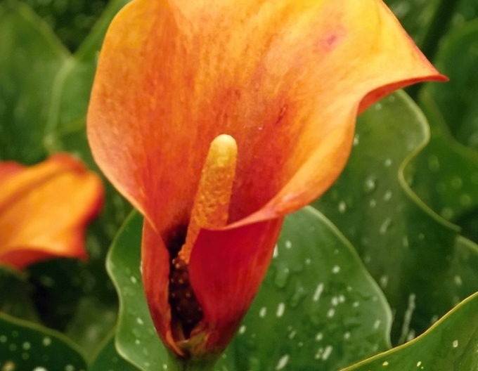 Kala Orange