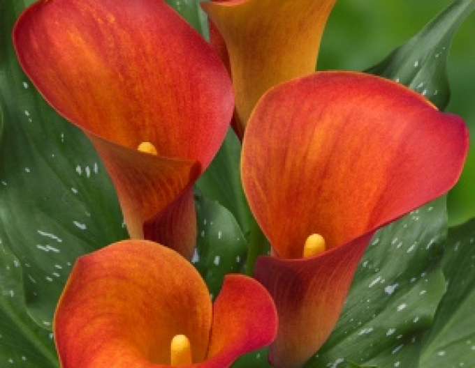 Kala Orange