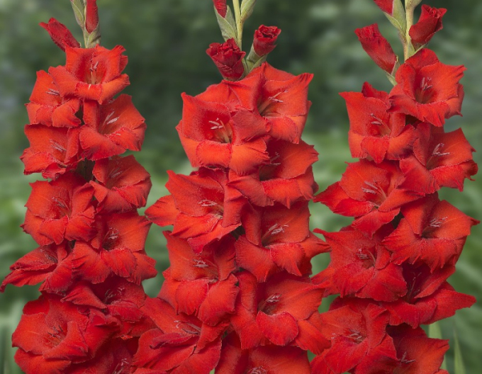 Gladiole Rot