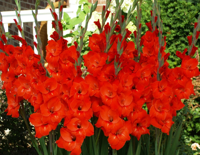 Gladiole Rot