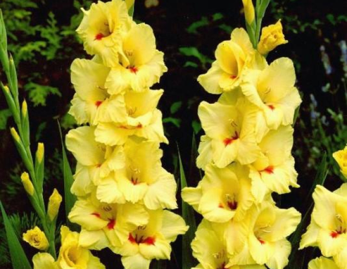 Gladiole Gelb