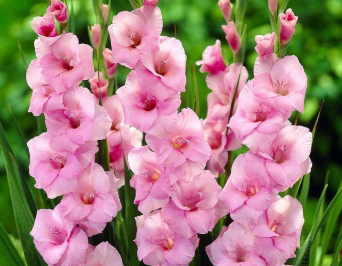 Gladiole Rosa
