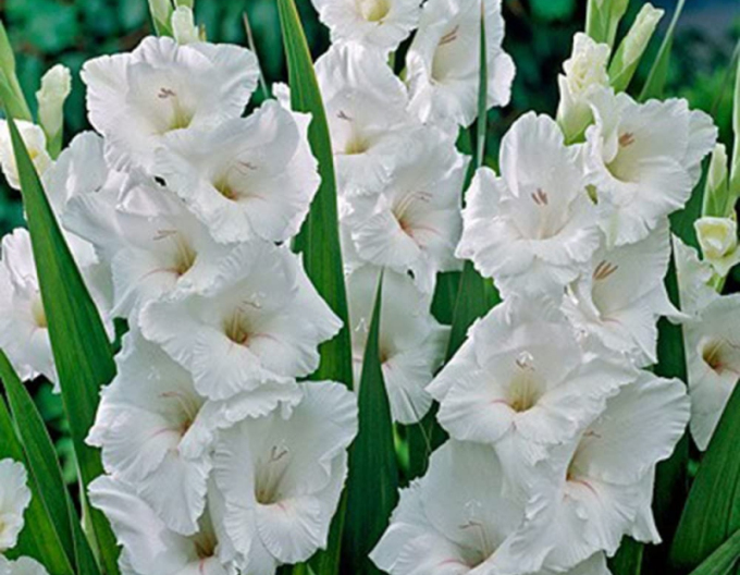 Gladiole Weiß