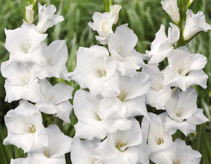 Gladiole Weiß