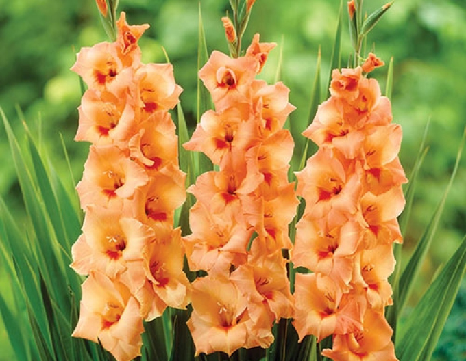 Gladiole Orange
