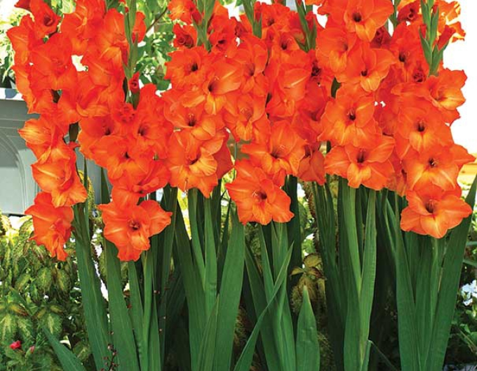 Gladiole Orange