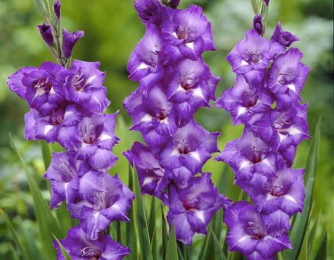 Gladiole Macarena