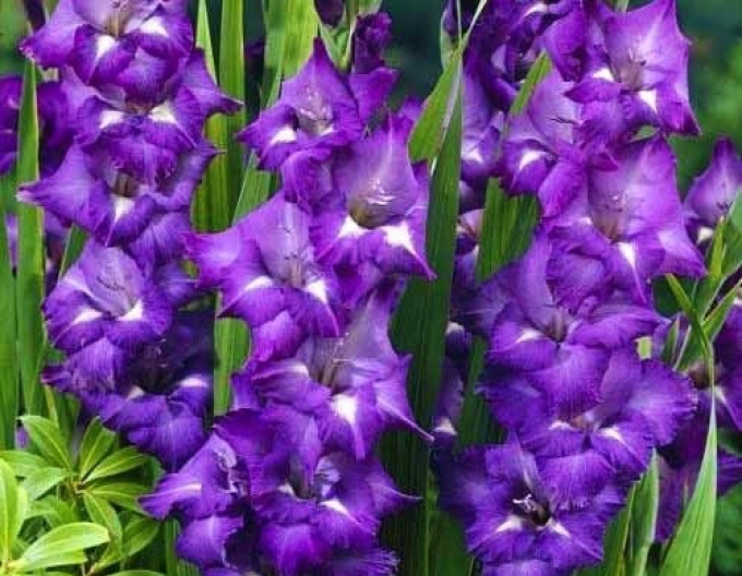 Gladiole Macarena