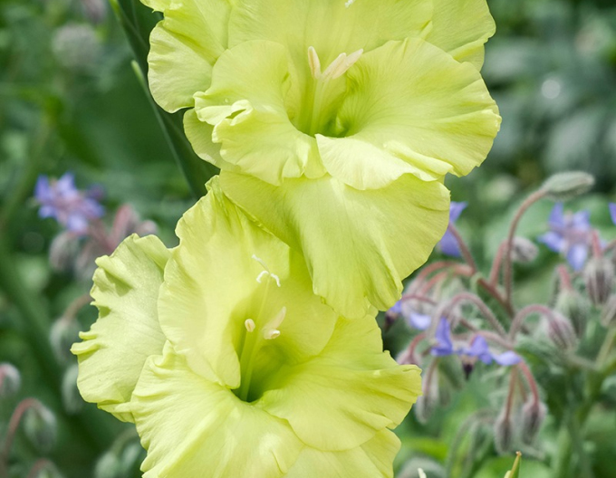 Gladiole Green Star