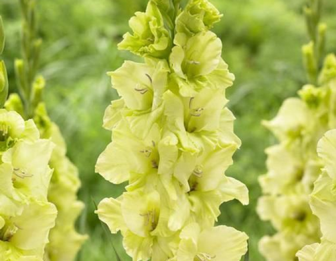 Gladiole Green Star