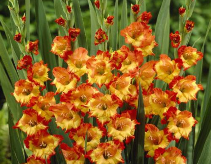 Gladiole Prinzessin Margaret Rose