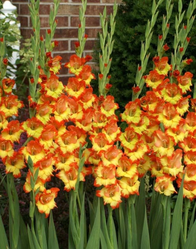 Gladiole Prinzessin Margaret Rose