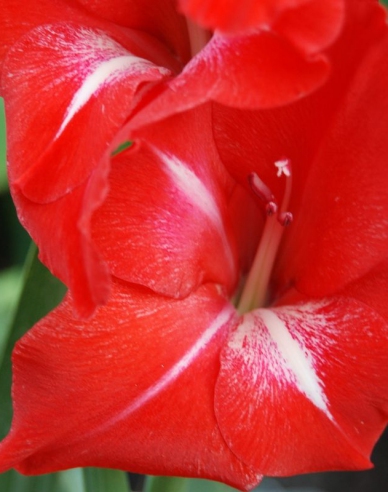 Gladiole Tradehorn