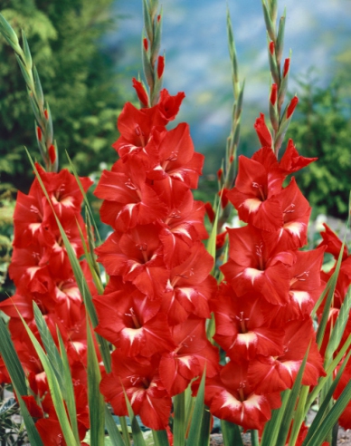 Gladiole Tradehorn