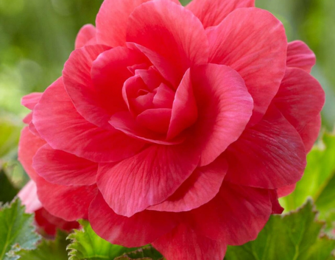 Begonie Rosa