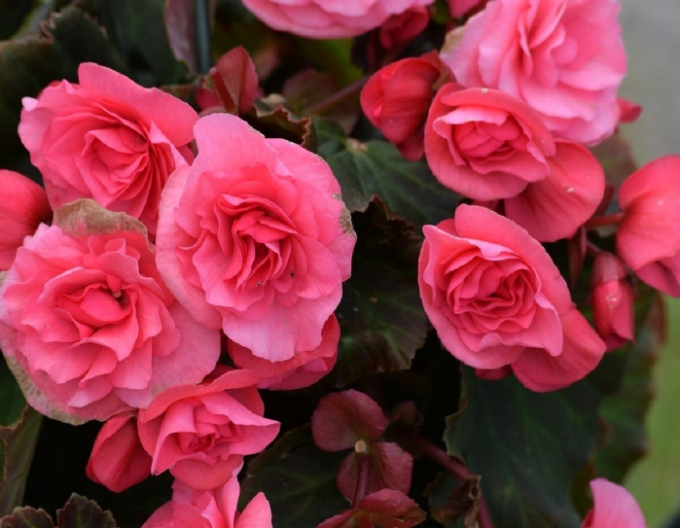 Begonie Rosa