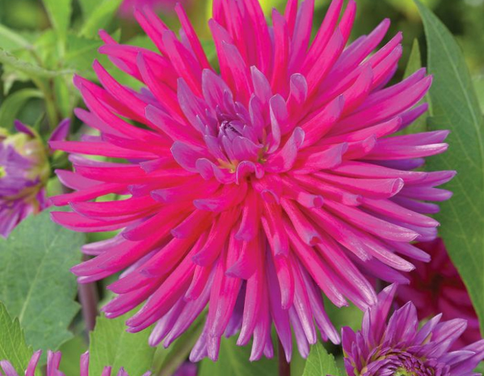 Dahlie Kaktus Purple Gem