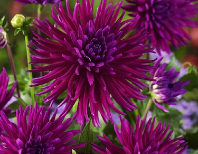 Dahlie Kaktus Purple Gem