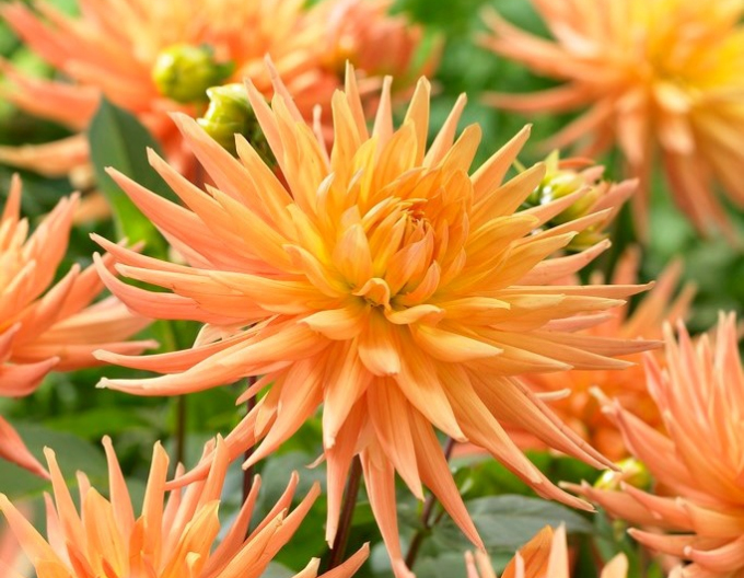 Dahlie Kaktus Goldkrone